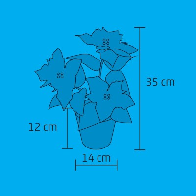 LED-es mikulásvirág, 5 LED, melegfehér - SCF 5